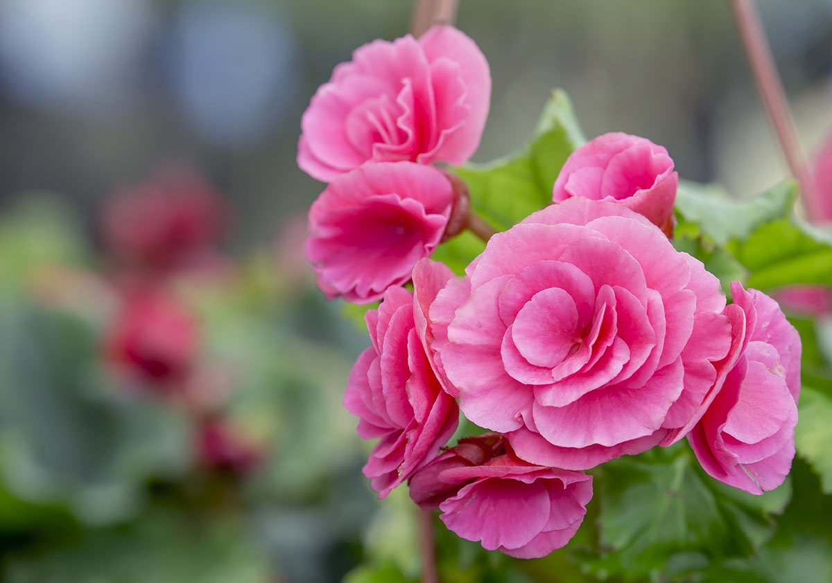 Kamelia (camellia)
