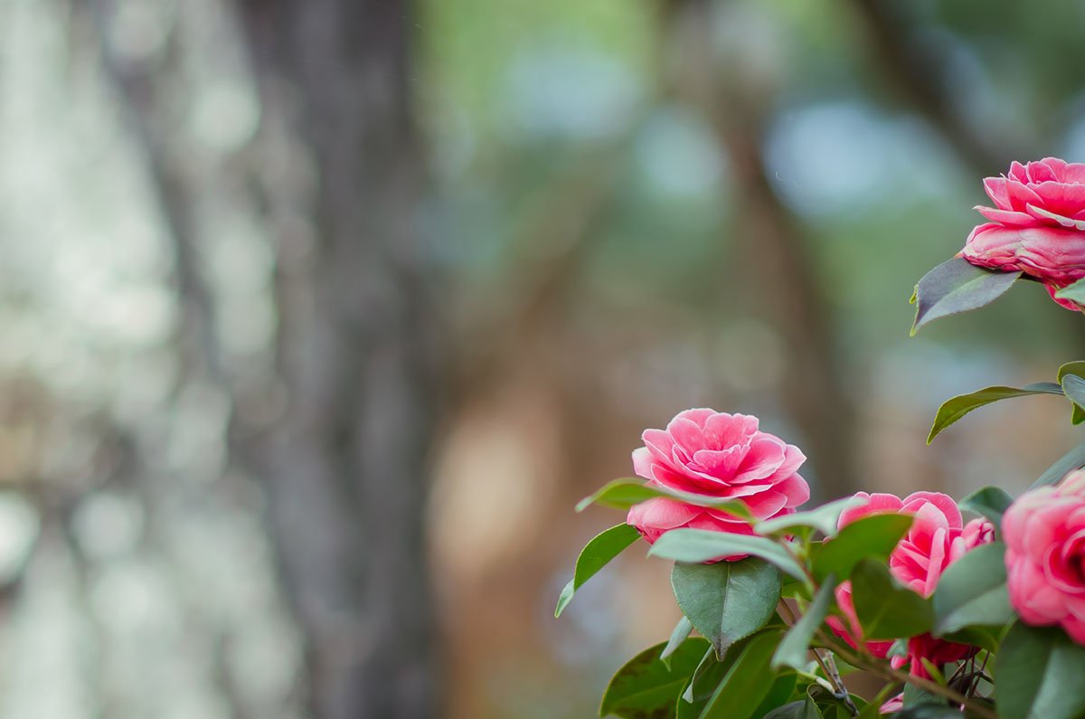 Kamelia (camellia)