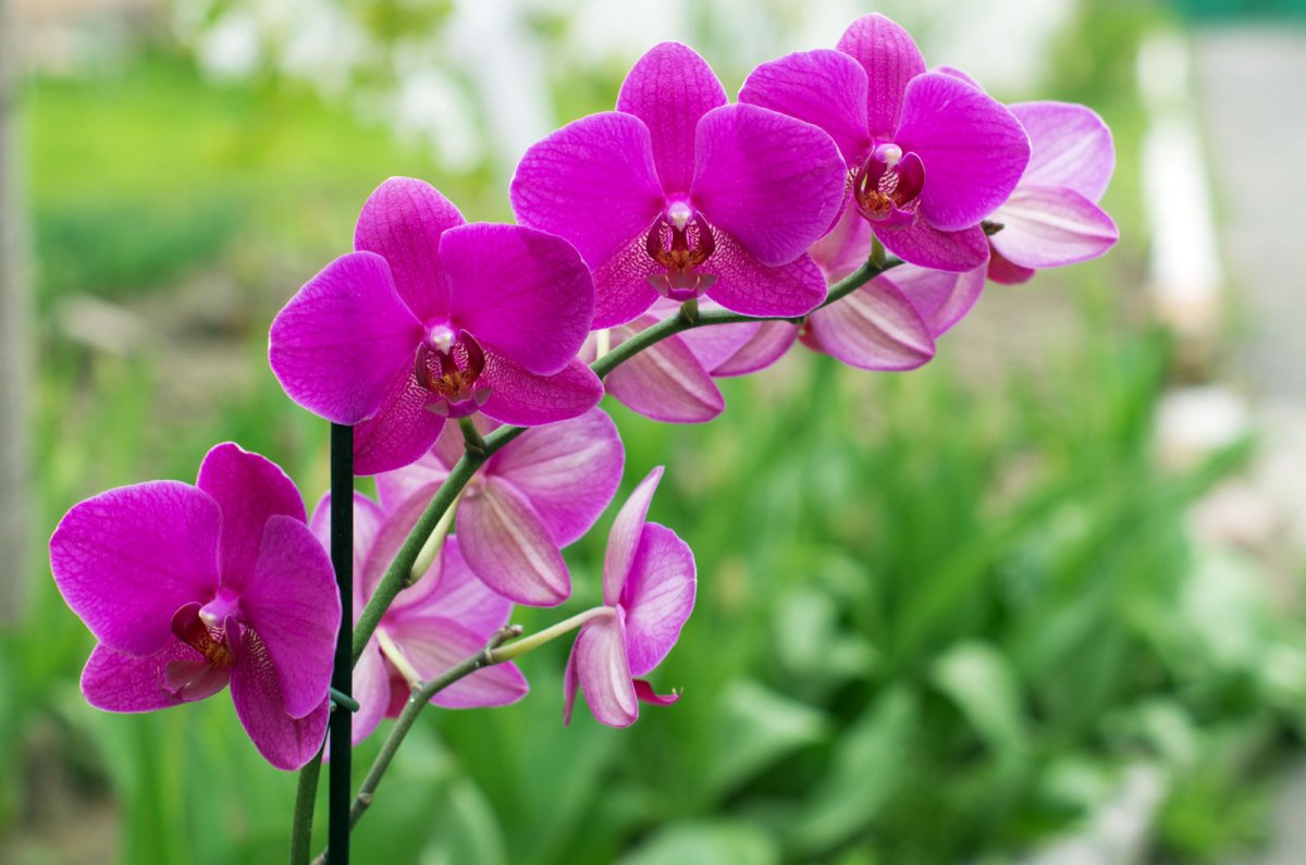 Storczyki (Orchidea)
