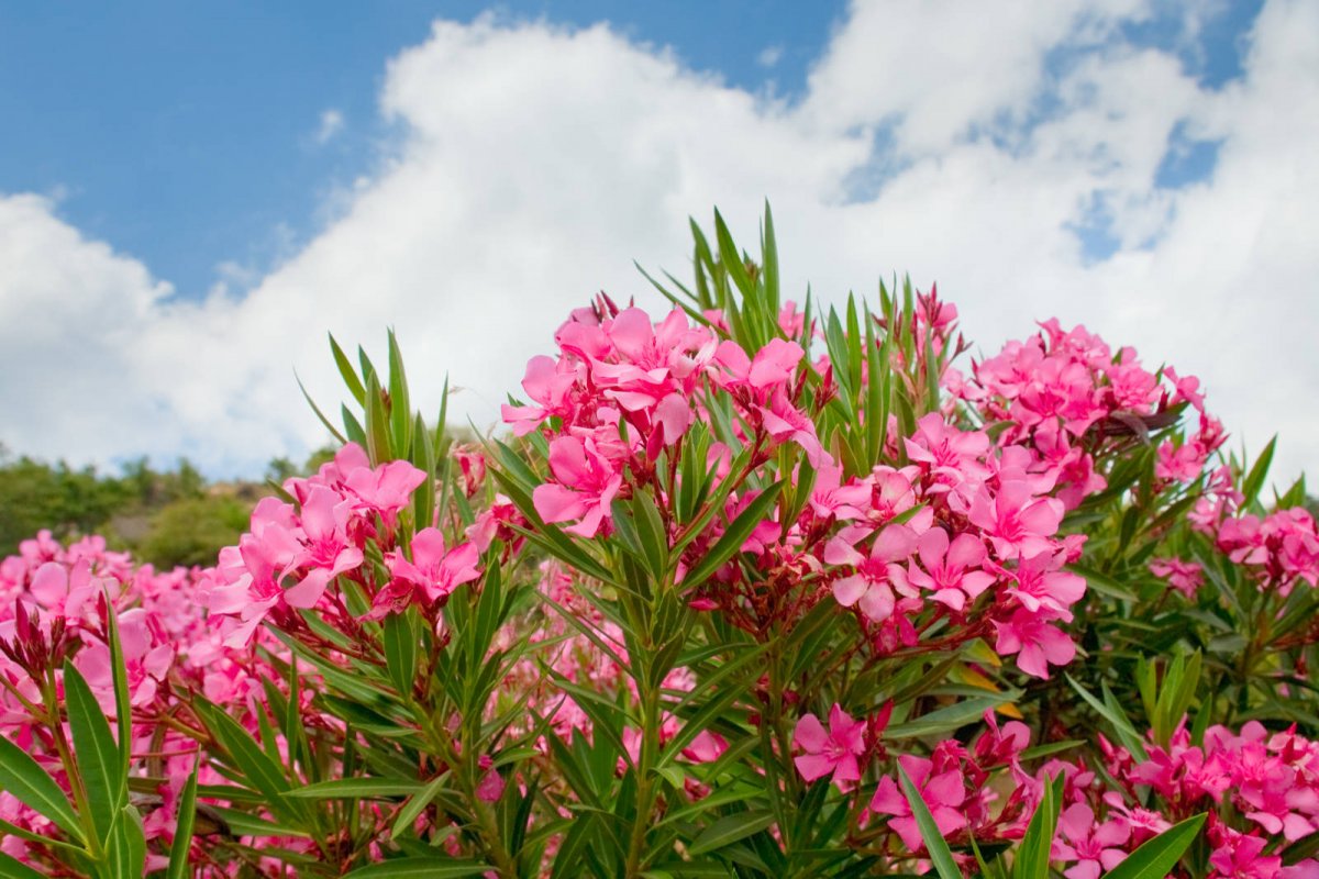 Oleander pospolity