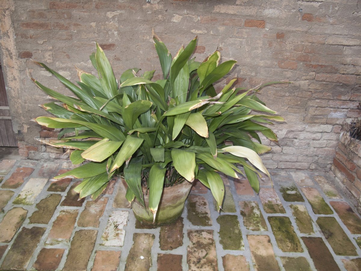 Aspidistra wyniosła w doniczce