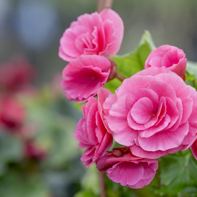 Kamelia (camellia)