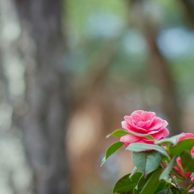 Kamelia (camellia)