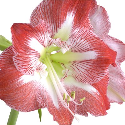 Zwartnica (Hippeastrum)