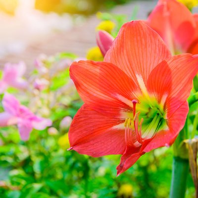 Zwartnica (Hippeastrum)