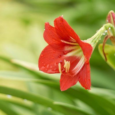 Zwartnica (Hippeastrum)