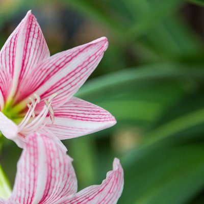 Zwartnica (Hippeastrum)