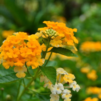 Lantana (lantana camara)