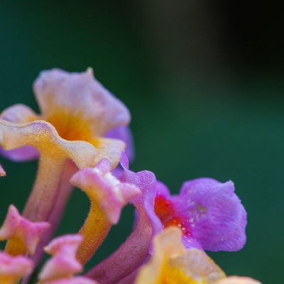 Lantana (lantana camara)