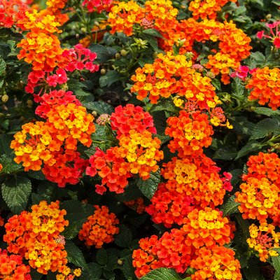 Lantana (lantana camara)