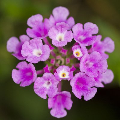 Lantana (lantana camara)