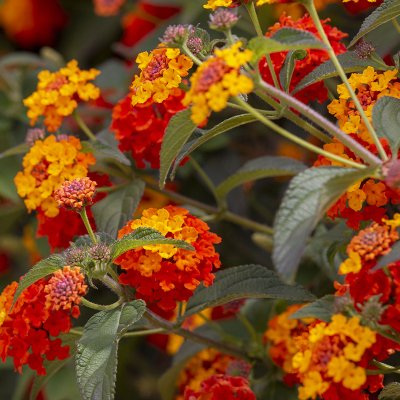 Lantana (lantana camara)