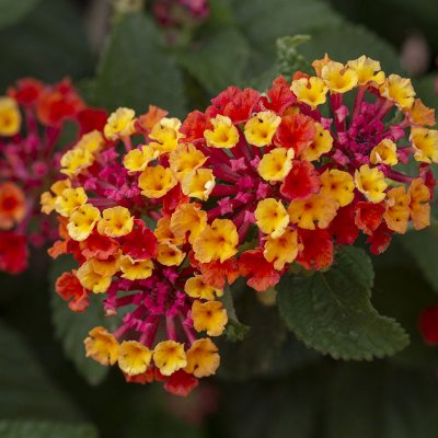 Lantana (lantana camara)