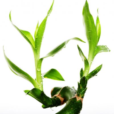 Szczęśliwy bambus (dracena Sandera)