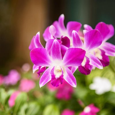 Storczyki (Orchidea)