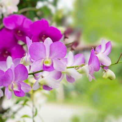 Storczyki (Orchidea)