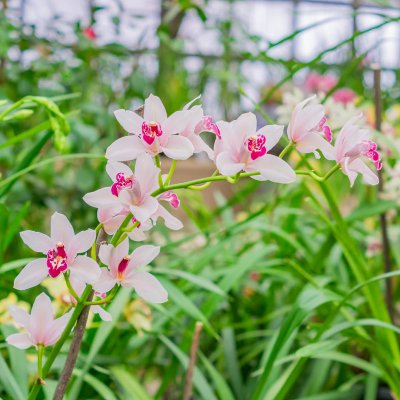 Storczyki (Orchidea)