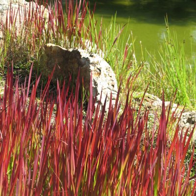 Imperata cylindryczna 