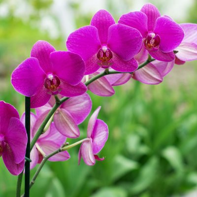 Storczyki (Orchidea)