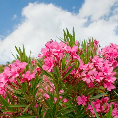 Oleander pospolity