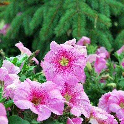 Petunia