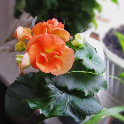 Begonia zimowa (Begonia elatior)