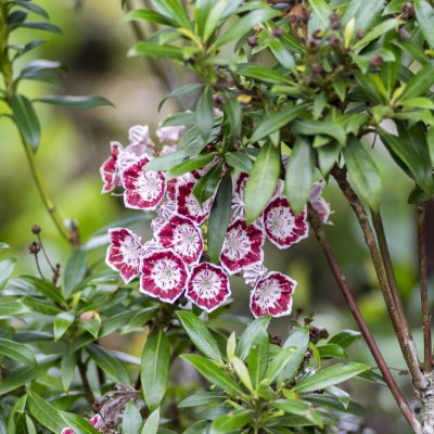 Kalmia szerokolistna (Kalmia latifolia)