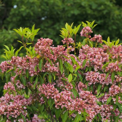 Kalmia szerokolistna (Kalmia latifolia)