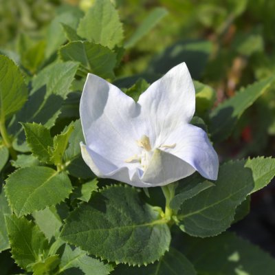 Platycodon (rozwar wielkokwiatowy) Astra white