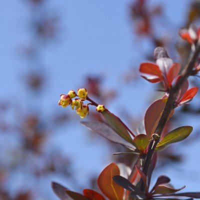 Berberys Thunberga odmiana Atropurpurea