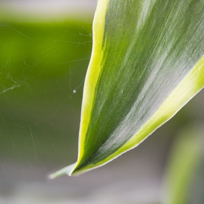 Aspidistra wyniosła odmiana Variegata