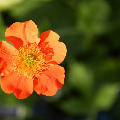 Pięciornik krzewiasty tangerine